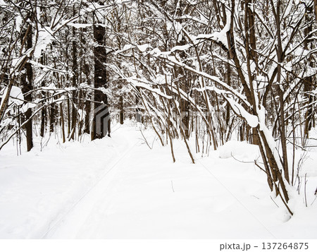 deep path in fresh snow in forest in winter 137264875