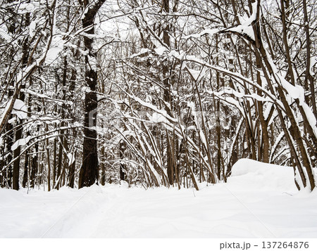 surface of snowdrift and deep path in fresh snow surface of snowdrift and deep path in fresh snow 137264876