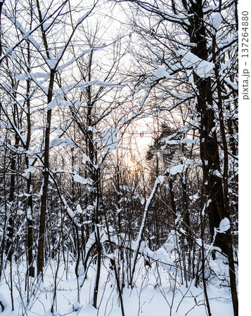 trees, yellow sunset sky in background in forest 137264880