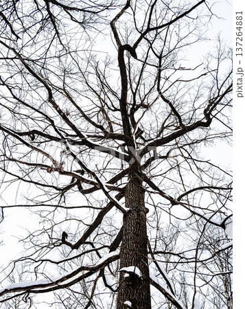 bottom view of bare old tree in forest in winter bottom view of bare old tree in forest in winter 137264881
