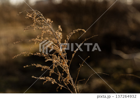 Silhouette of dried grass on field during sunset, peaceful evening landscape. Silhouette of dried grass on field during sunset, peaceful evening landscape. 137264932
