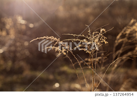 Dry wild plant standing on meadow against warm sunset sky, golden hour nature scene. 137264954