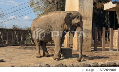 アジアゾウ 137264966