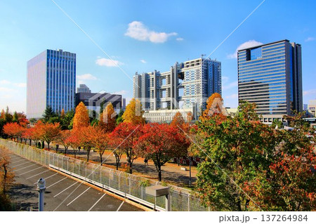都市風景の秋… 紅葉の臨海副都心 137264984
