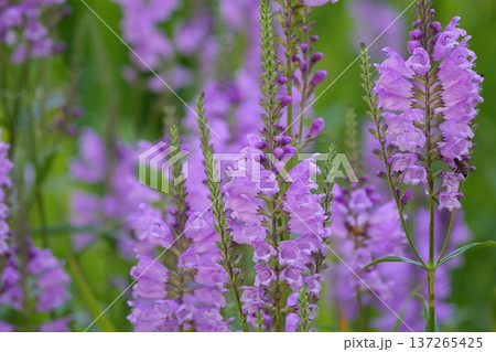 紫色の花を咲かせたハナトラノオ 紫色の花を咲かせたハナトラノオ 137265425