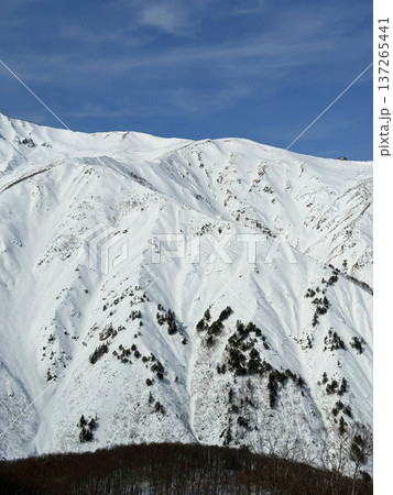 白馬八方尾根 バックカントリースキーヤーが登る雪山と青空 白馬八方尾根 バックカントリースキーヤーが登る雪山と青空 137265441
