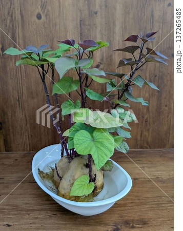 サツマイモの芽 サツマイモの芽 137265485