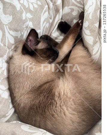 Curled siamese cat sleeping comfortably on patterned blanket at home. Domestic tranquility, warmth, relaxation, pet companionship, cozy interior atmosphere, and peaceful everyday life moment indoors Curled siamese cat sleeping comfortably on patterned blanket at home. Domestic tranquility, warmth, relaxation, pet companionship, cozy interior atmosphere, and peaceful everyday life moment indoors 137265538