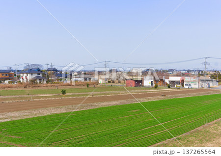 茨城県つくばみらい市伊丹水門周辺2026年3月 137265564