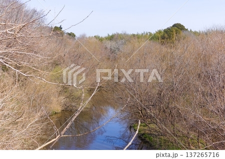 茨城県取手市利根川サイクリングロード周辺2026年3月 137265716