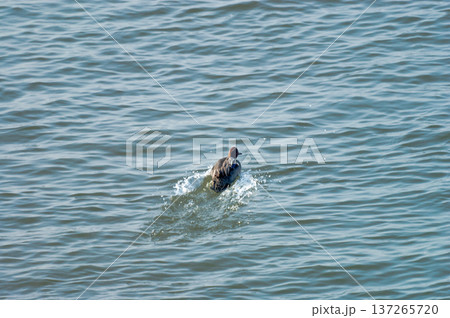 信濃川・やすらぎ堤の小鴨(こがも)の着水 連写(4/5) 137265720