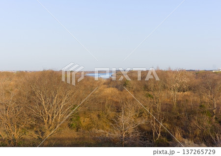 千葉県我孫子市大利根橋から見る利根川2026年3月 137265729