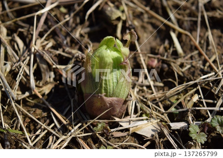 ふきのとう 春イメージ ふきのとう 春イメージ 137265799