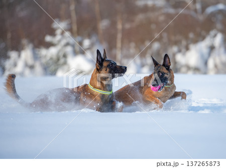 Two Belgian shepherd Malinois Play Fight in Snow 137265873