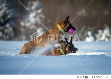 Two Belgian shepherd Malinois Play Fight in Snow 137265875
