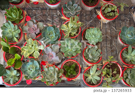 Top view of blooming kalanchoe plants in decorative pots arranged on a store shelf. Indoor gardening inspiration, ornamental plant retail display and seasonal spring floral decoration. Top view of blooming kalanchoe plants in decorative pots arranged on a store shelf. Indoor gardening inspiration, ornamental plant retail display and seasonal spring floral decoration. 137265933