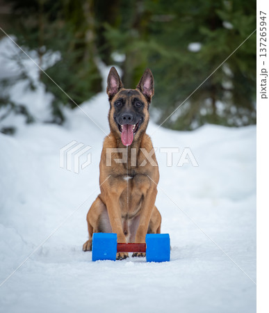 Belgian Malinois with Blue Dumbbell in Snow 137265947