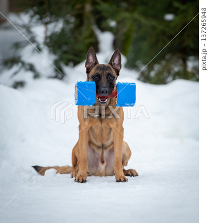 Belgian Malinois with Blue Dumbbell in Snow 137265948