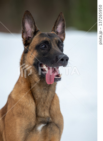 Belgian Malinois in Snow: Happy Moment Belgian Malinois in Snow: Happy Moment 137265950