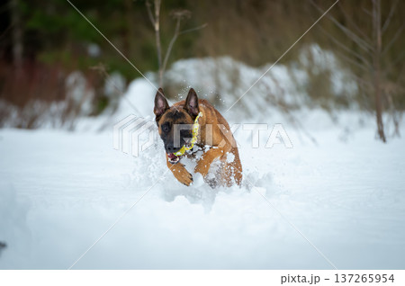 Belgian Malinois Charging Through Snow - Full of Energy Belgian Malinois Charging Through Snow - Full of Energy 137265954