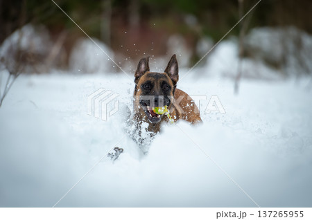 Belgian Malinois in Winter Fun: Snowy Chase 137265955