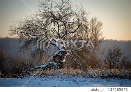 Solitary Winter Tree Silhouetted Against a Soft Sunrise Solitary Winter Tree Silhouetted Against a Soft Sunrise 137265978