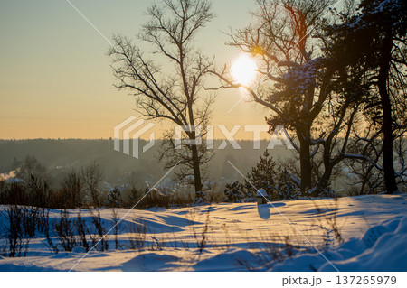 Winter Sunrise Over a Snowy Landscape: Sunlight Filtering Through Bare Trees Winter Sunrise Over a Snowy Landscape: Sunlight Filtering Through Bare Trees 137265979