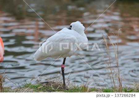 クロツラヘラサギ クロツラヘラサギ 137266284
