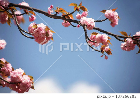 青空に咲く里桜 137266285