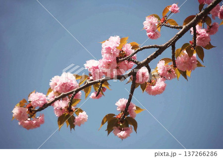 青空に咲く里桜 青空に咲く里桜 137266286