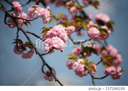青空に咲く里桜 137266288