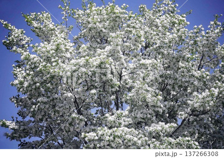 ヒトツバタゴ　春なのに雪化粧する花 137266308