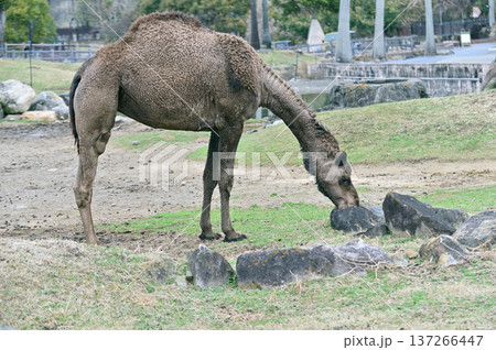 ヒトコブラクダ ヒトコブラクダ 137266447