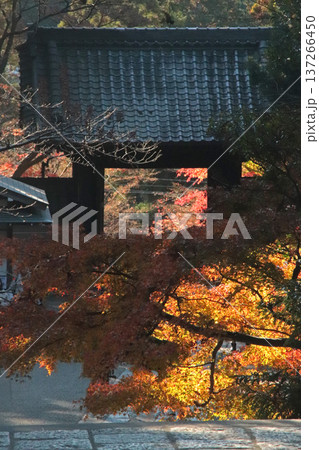 紅葉 137266450