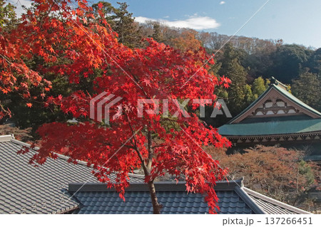 紅葉 紅葉 137266451