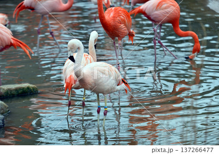 チリーフラミンゴ 137266477