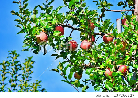 りんご畑 りんご畑 137266527