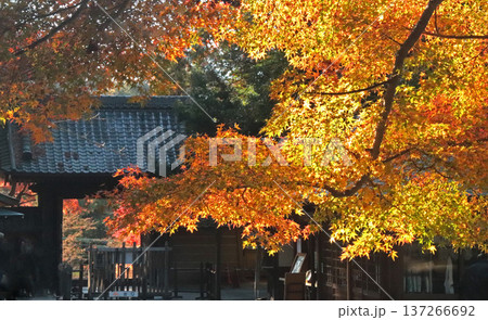 紅葉 紅葉 137266692