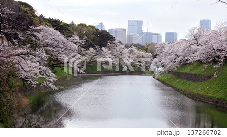 東京都千代田区千鳥ヶ淵近辺の満開の桜 137266702