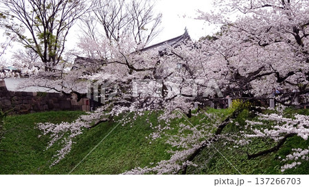 東京都千代田区北の丸公園の田安門付近の満開の桜 137266703