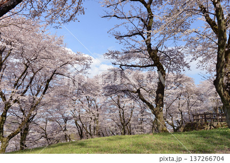神奈川県相模原市緑区津久井湖城山公園の満開の桜 137266704