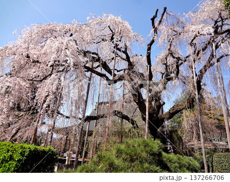 山梨県甲州市塩山に有る慈雲寺の境内に咲くイトザクラ 137266706