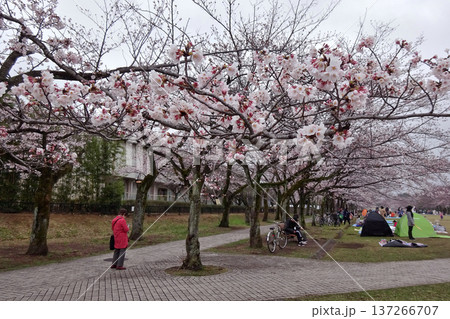 東京都多摩市鶴巻に有る宝の公園の満開の桜と桜を愛でる人々 137266707