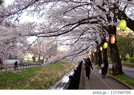 東京都多摩市の多摩センター駅近くの乞田川の両岸に満開の桜 東京都多摩市の多摩センター駅近くの乞田川の両岸に満開の桜 137266708