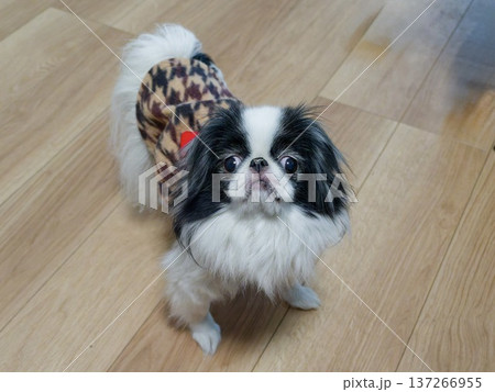 服を着た狆(Japanese Chin)が見上げるかわいいペットのポートレート 服を着た狆(Japanese Chin)が見上げるかわいいペットのポートレート 137266955