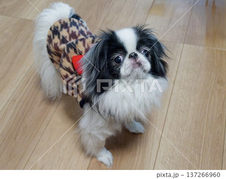 服を着た狆（Japanese Chin）が見上げるかわいいペットのポートレート 137266960