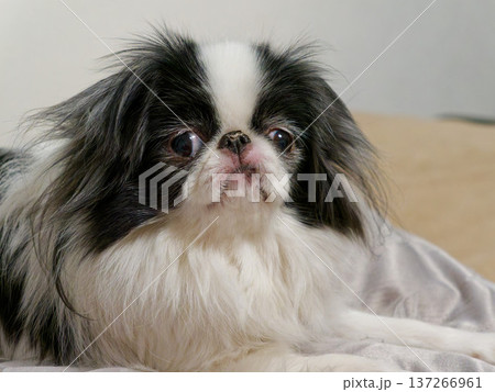 狆（Japanese Chin）の顔のアップポートレート 137266961