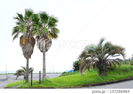 椰子（椰子）の木・熱帯地域では食用 飲用 薬用 繊維利用 屋根葺き材料/資源植物 137266964