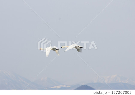 優雅に飛ぶ越冬中のオオハクチョウ 137267003