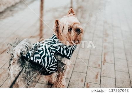Cute Yorkshire Terrier in a stylish zebra jacket on a leash outdoors. Urban pet lifestyle photography capturing animal fashion and companionship during a winter walk. High quality moody background. 137267048